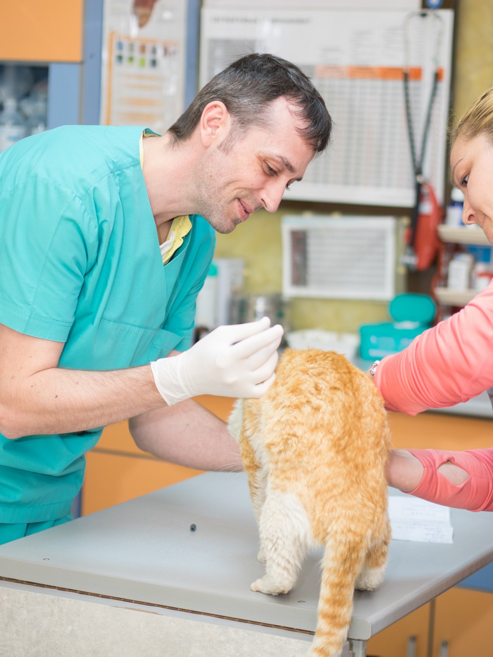 Care este schema de vaccinare pentru animalele de companie